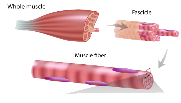 muscle tissue after working out